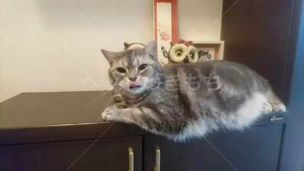 コメントの画像