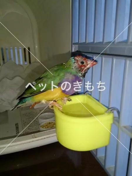 保護鳥の画像
