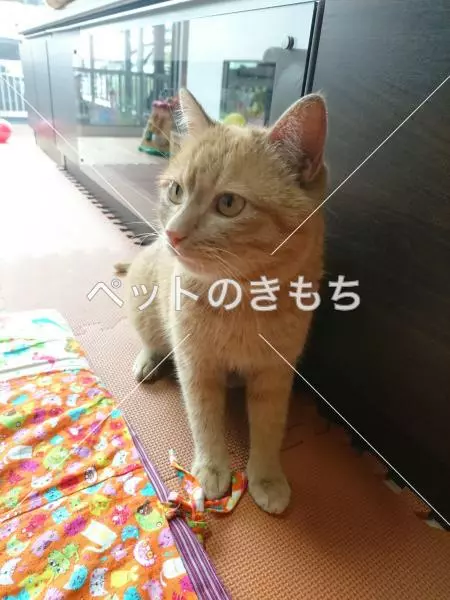 保護猫の画像