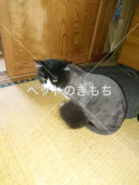 迷子猫の画像