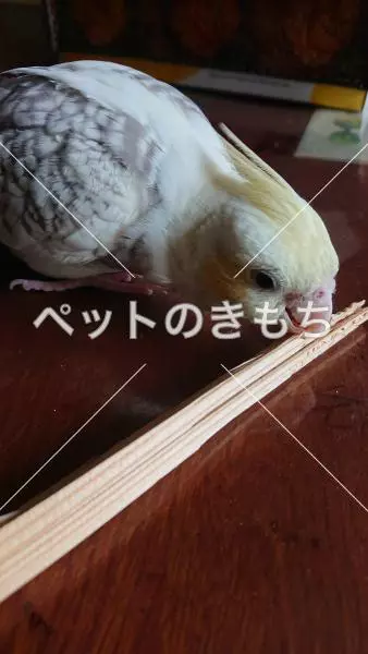 迷子鳥の画像