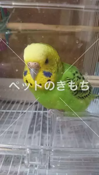 迷子鳥の画像