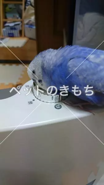 迷子鳥の画像