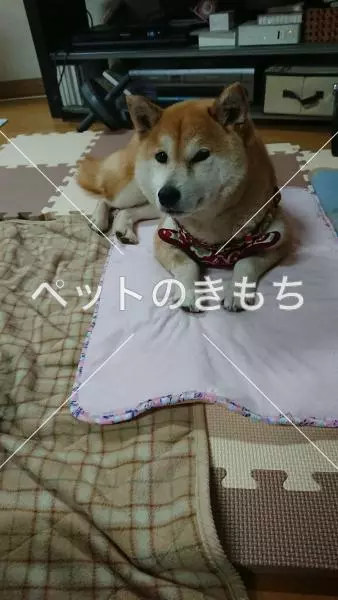迷子犬の画像