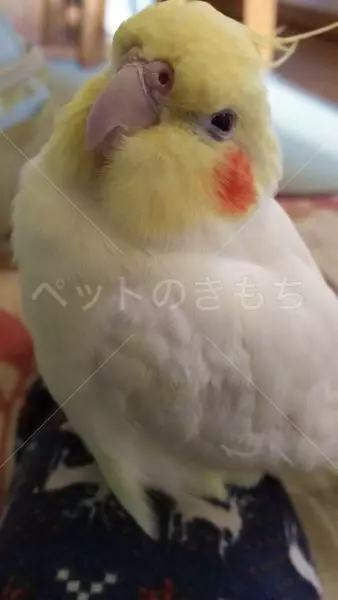 迷子鳥の画像