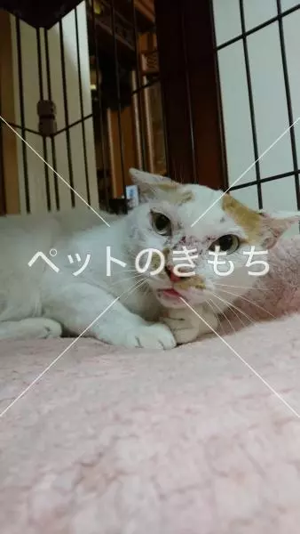 迷子猫の画像