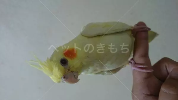 迷子鳥の画像