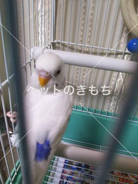 迷子鳥の画像