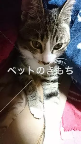 迷子猫の画像