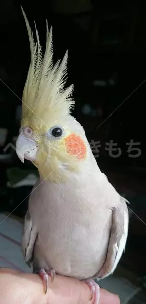 迷子鳥の画像