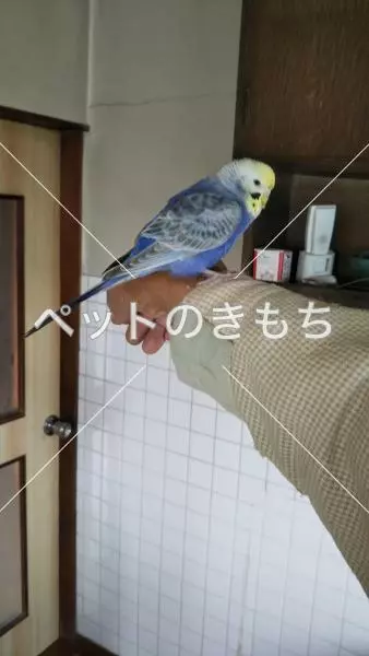 保護鳥の画像