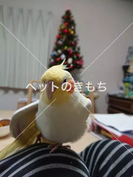 迷子鳥の画像
