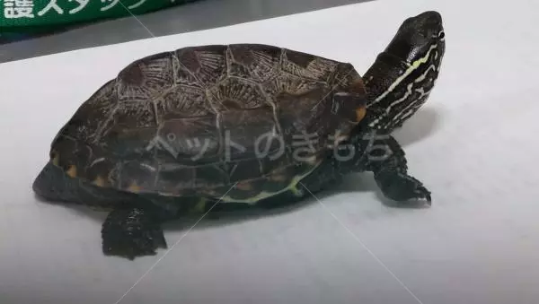 迷子ペットの画像