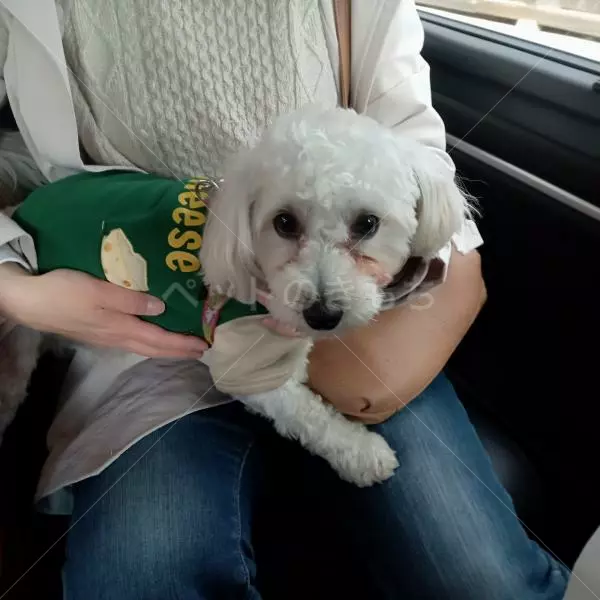 コメントの画像