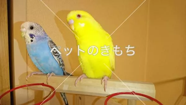 迷子鳥の画像