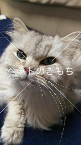 保護猫の画像