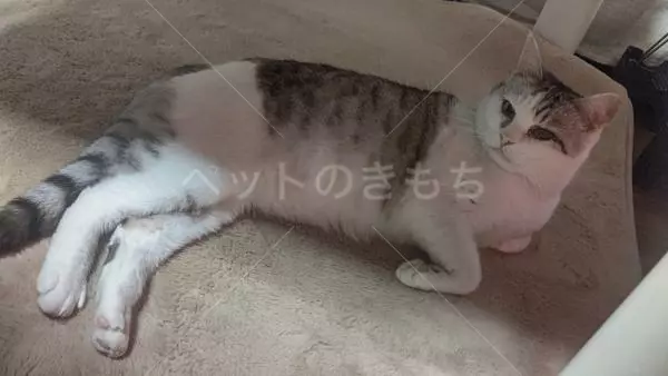 迷子猫の画像