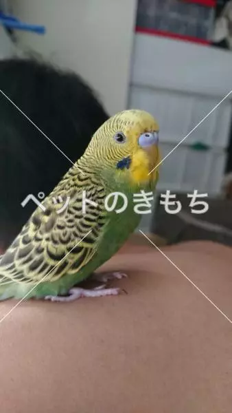 迷子鳥の画像
