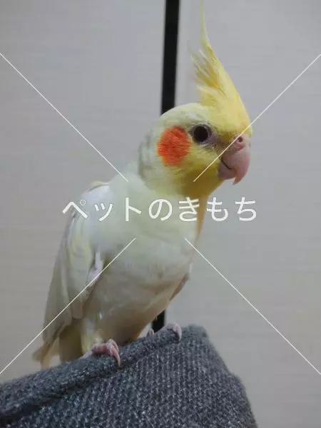 迷子鳥の画像