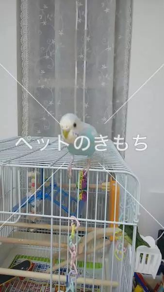 迷子鳥の画像