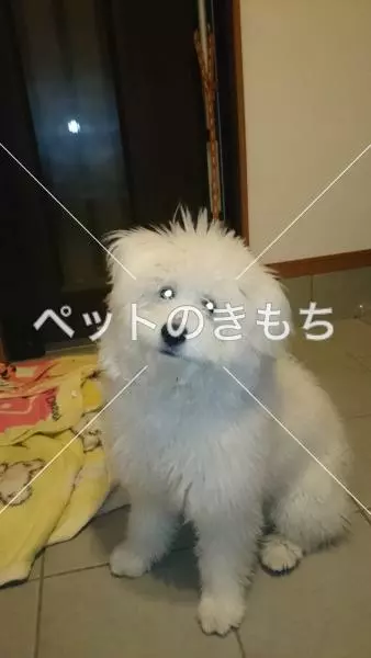 迷子犬の画像