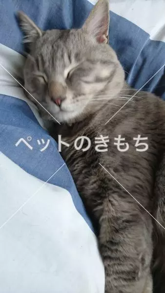 迷子猫の画像