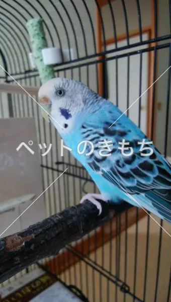保護鳥の画像