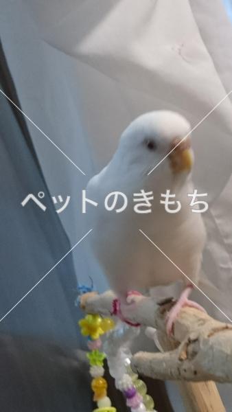 迷子鳥の画像