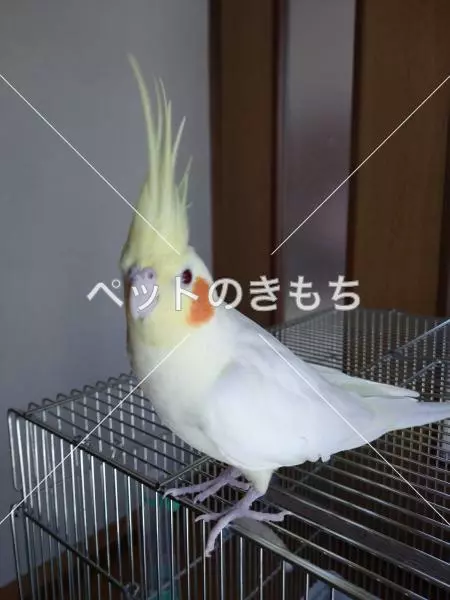 迷子鳥の画像