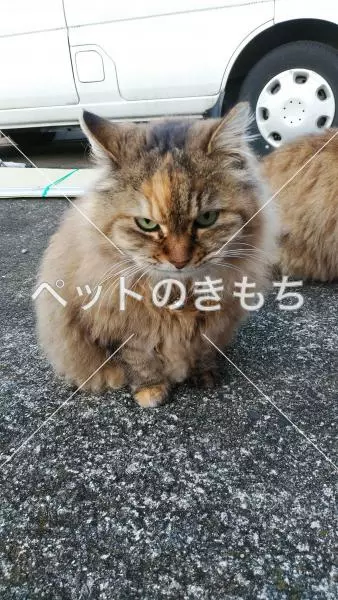 迷子猫の画像
