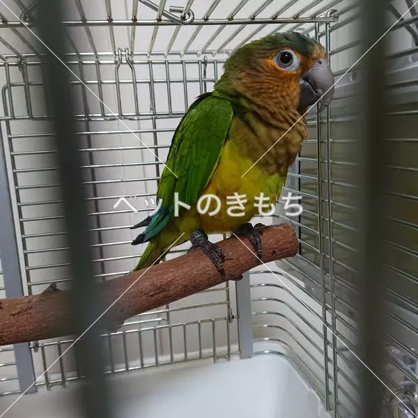 保護鳥の画像