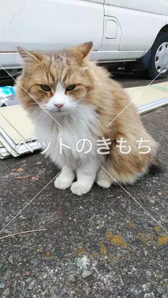迷子猫の画像