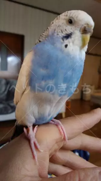 迷子鳥の画像