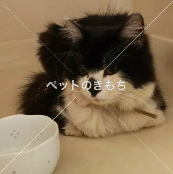 保護猫の画像