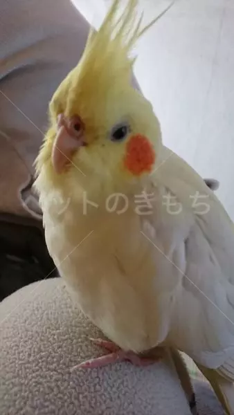 迷子鳥の画像