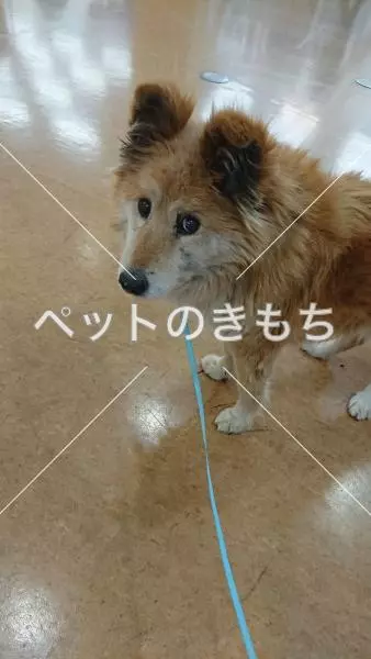 保護犬の画像