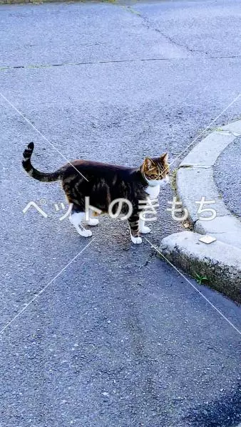 迷子猫の画像