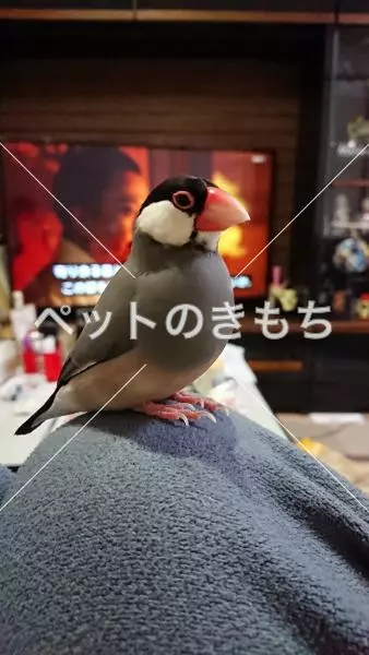 迷子鳥の画像