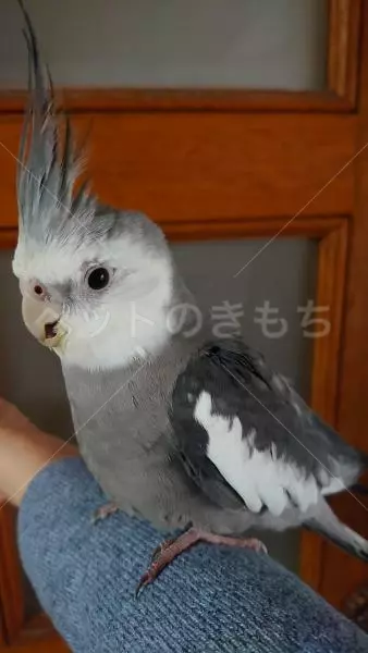 迷子鳥の画像