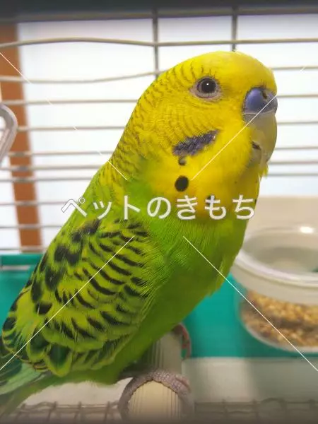 保護鳥の画像