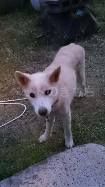迷子犬の画像