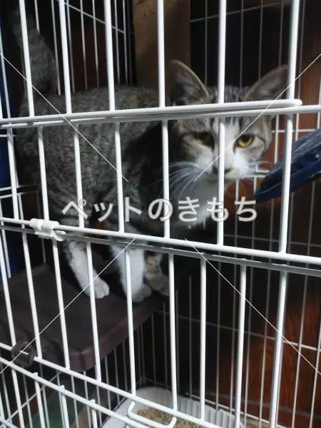 保護猫の画像