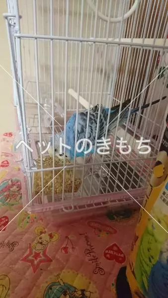 コメント投稿の画像