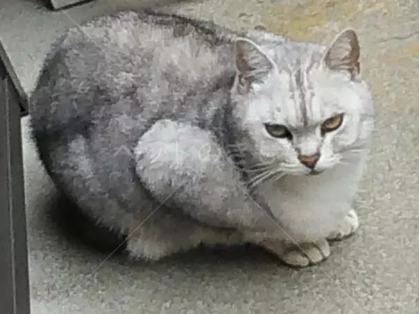 コメントの画像