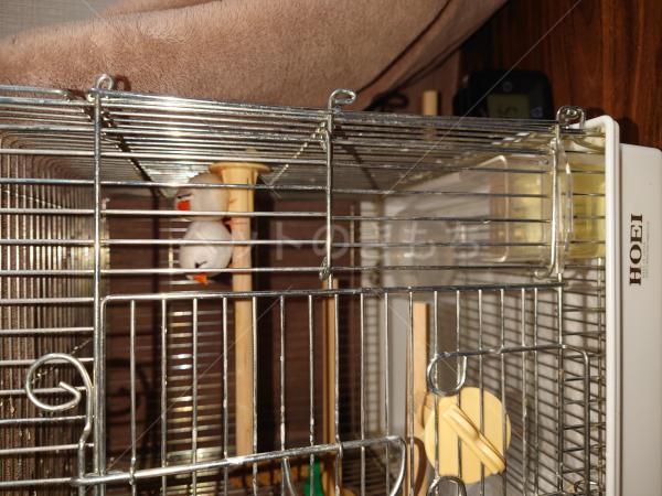 迷子鳥の画像