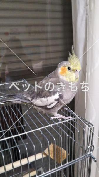 迷子鳥の画像