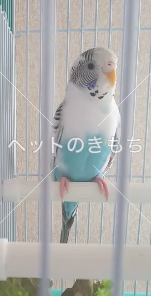 保護鳥の画像
