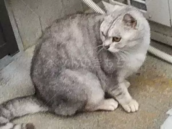 コメントの画像