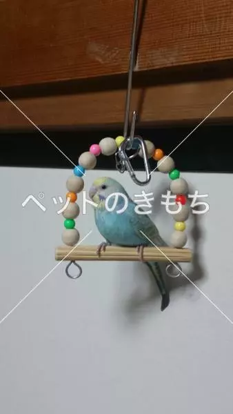 迷子鳥の画像