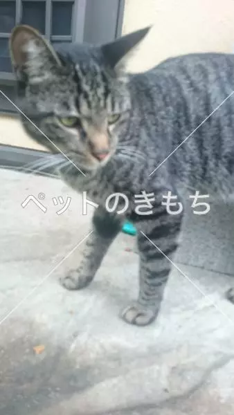 保護猫の画像